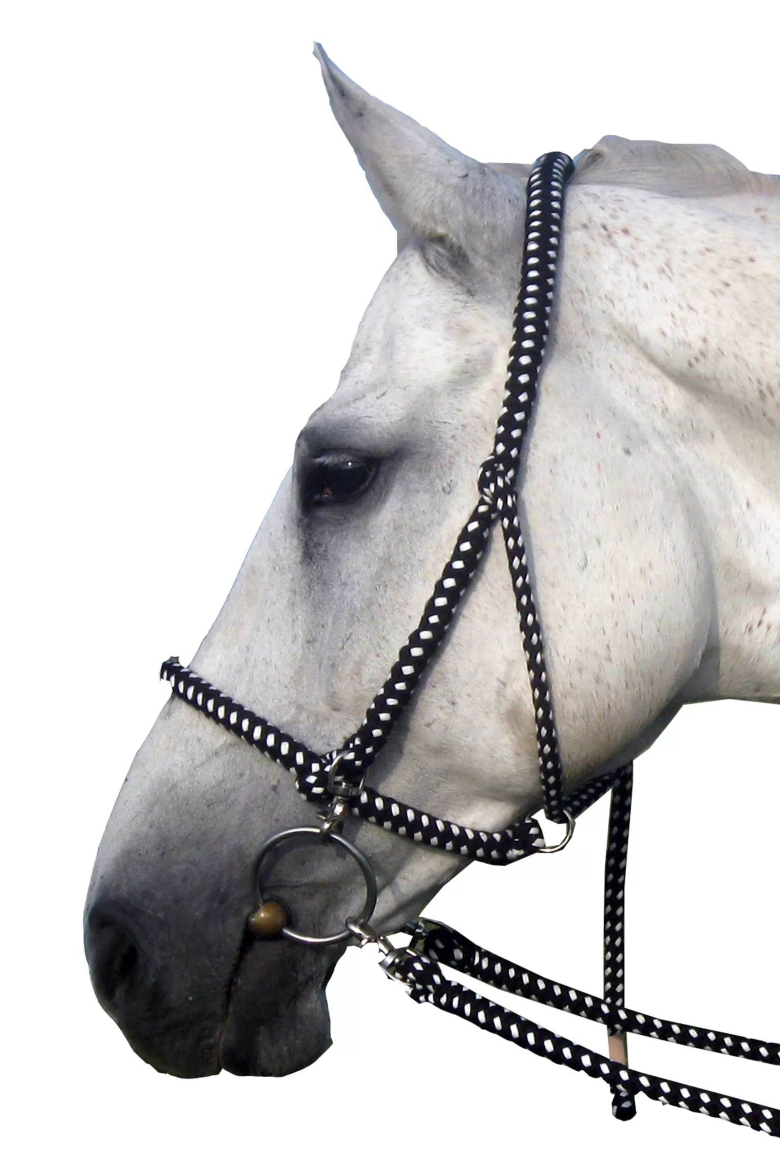 Cheap F.R.A. Gregor Halfter-Bridle Cotton Reins Included Halfter