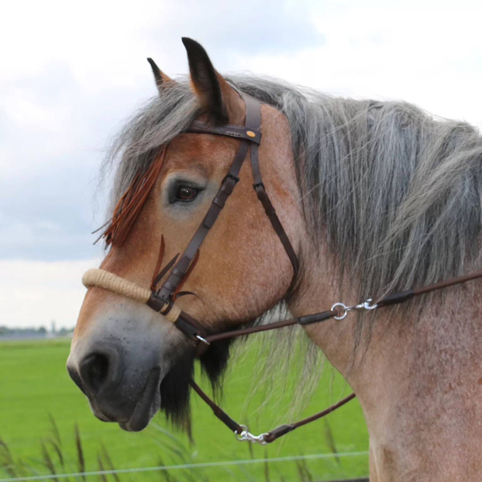Store F.R.A. Tinver Bitless Bridle (System 4) Soft Leather Reins Incl Trensen & Reithalfter