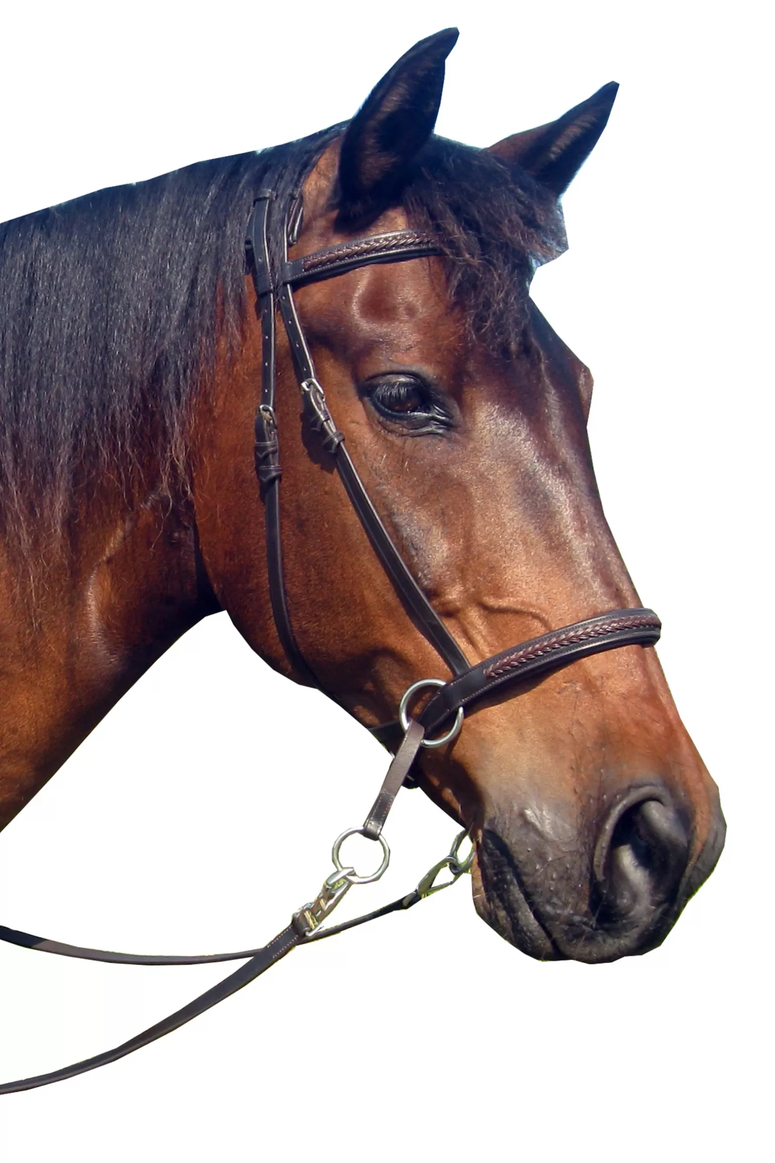 Online F.R.A. Ulan Bitless Bridle (System 5) Leather W/ Leather Reins Trensen & Reithalfter