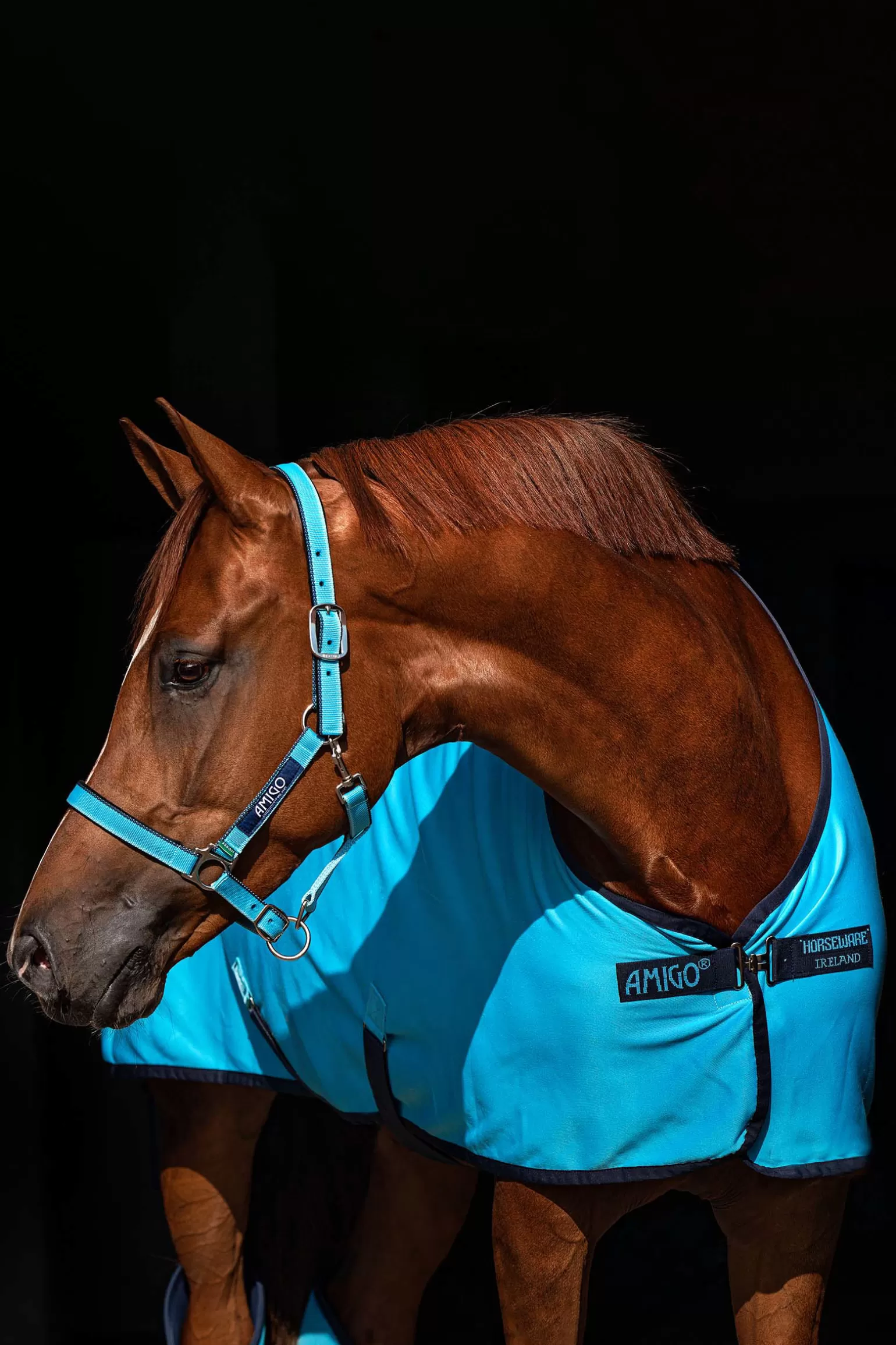 horseware Abschwitzdecken* Amigo Jersey Cooler Abschwitzdecke