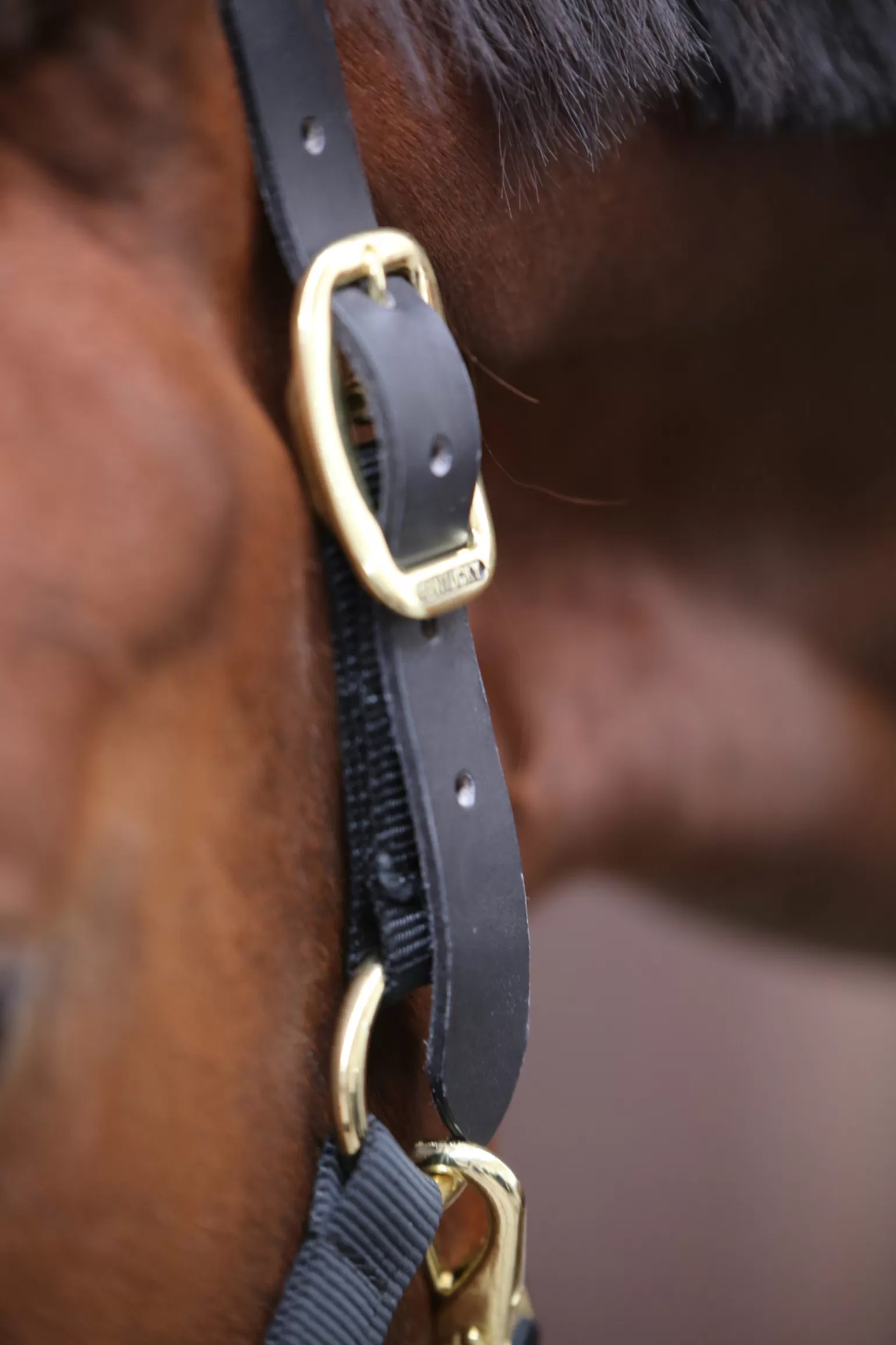 Online Horsewear Control Halfter Halfter