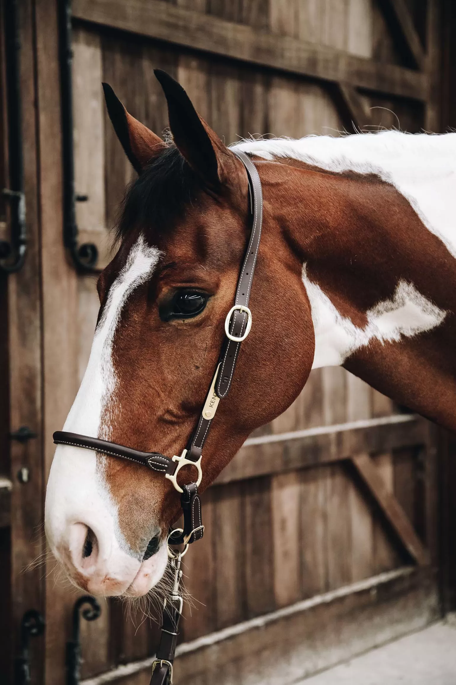 Hot Horsewear Grooming Halfter Lederhalfter